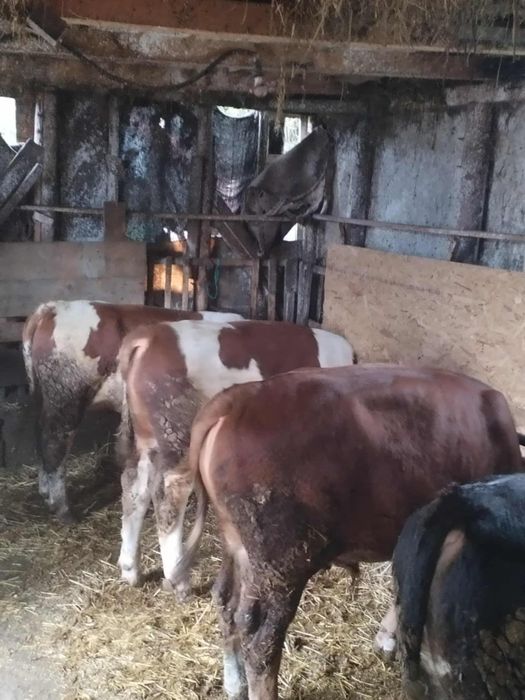 Vând 5 tăurași bălțați românești