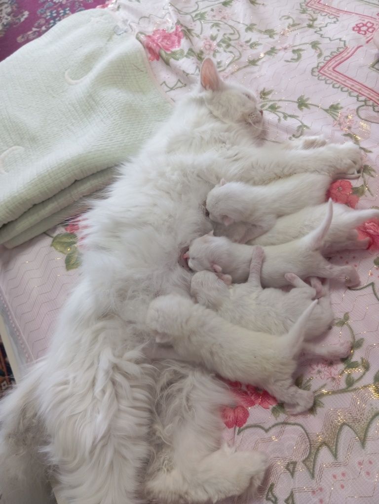 Скотч хейланд тоза кон
