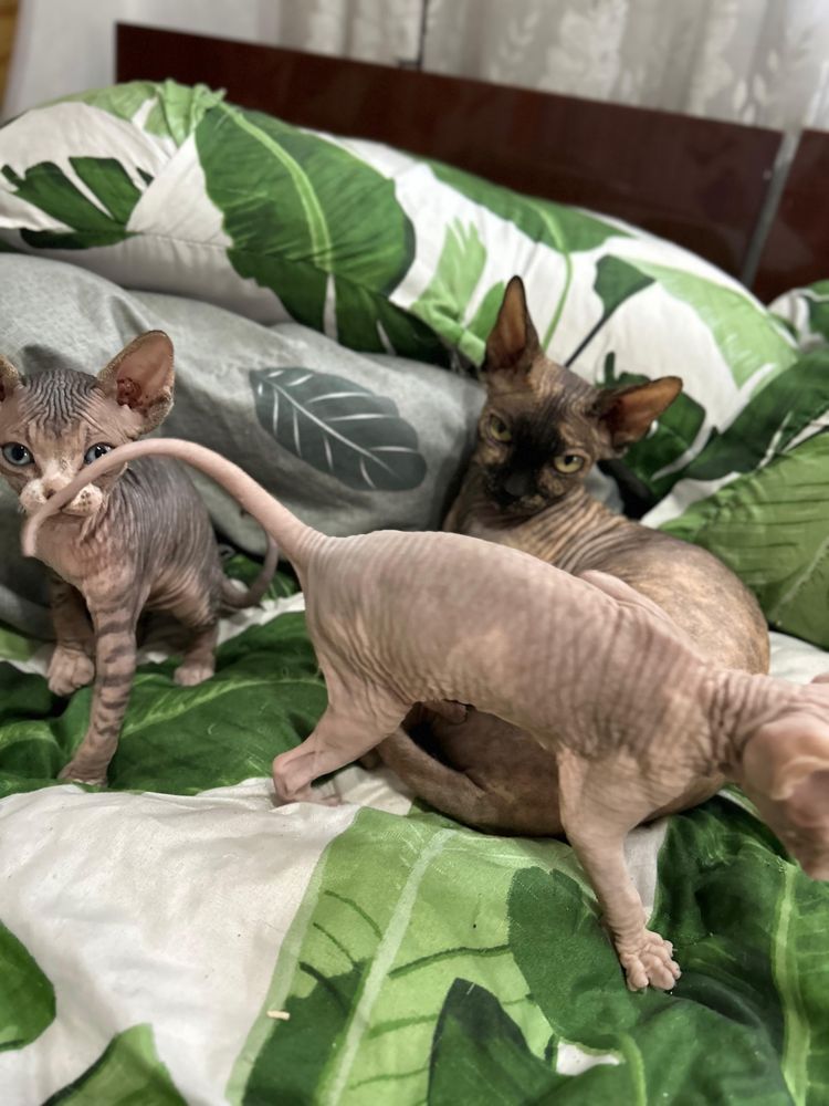Котята сфинкс продаются