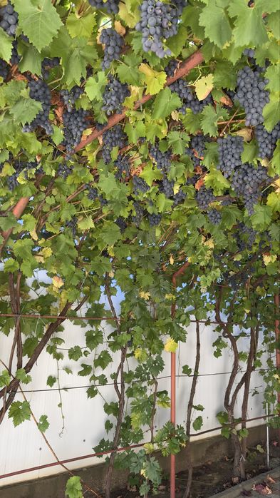 Vand struguri de vin si de masa!