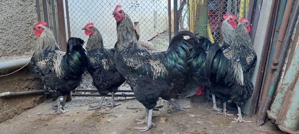 Cocosi metis australorp negru cu brahma
