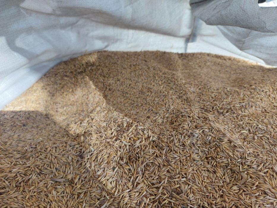 Vând cereale ovăz negru, grau