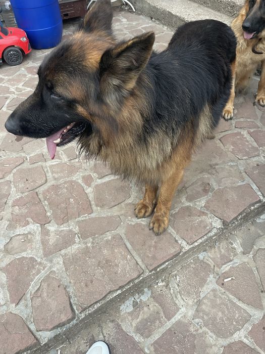 Продавам Немски и белгийски овчарки