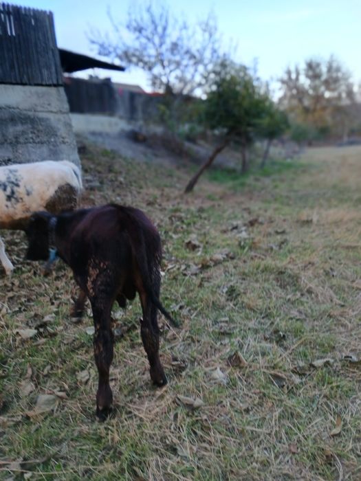 Tăuraș de vânzare