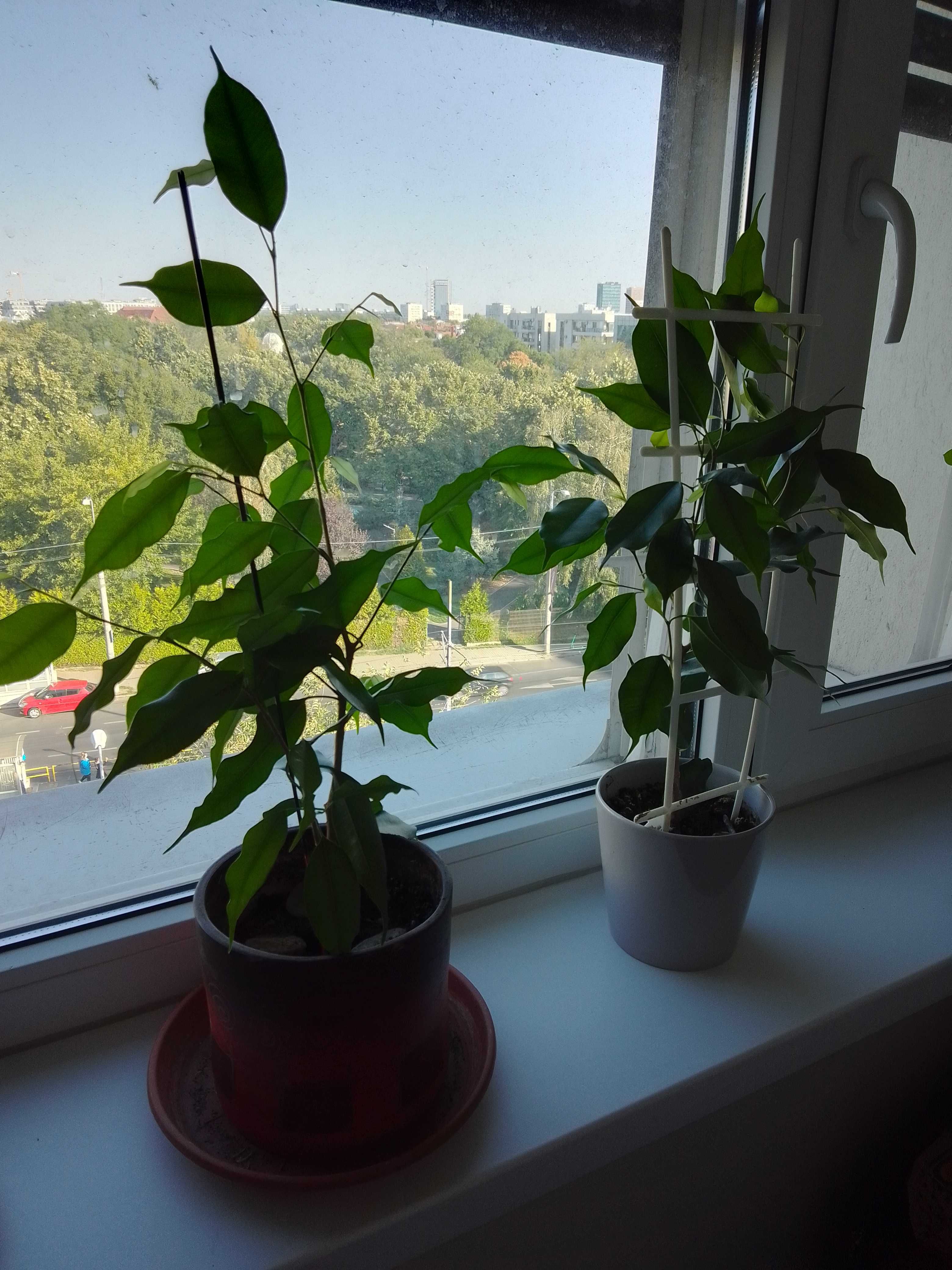 plante de apartament