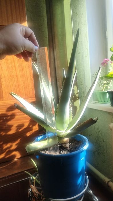 Продам комнатные растения алоэ вера