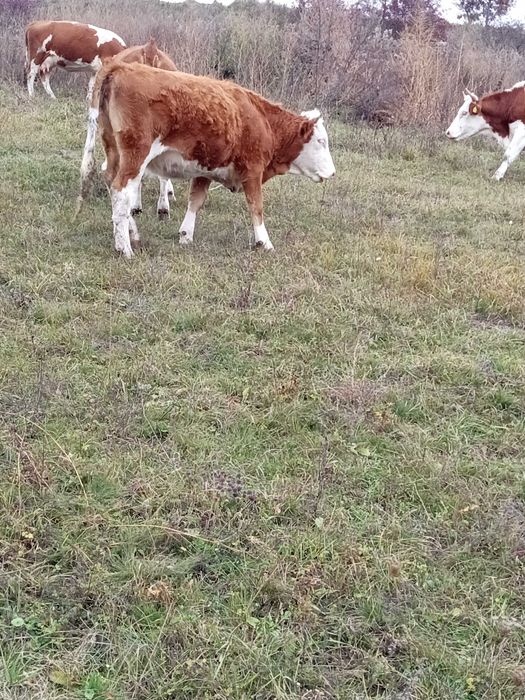 Vând vaca și două juninci