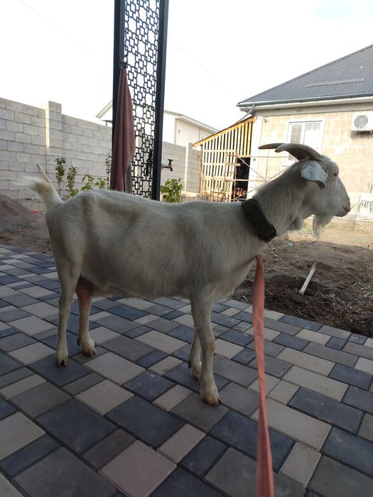 Заненски коза беременная конце декабря родит