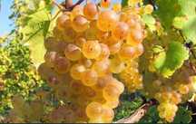 Vând Struguri de Vin