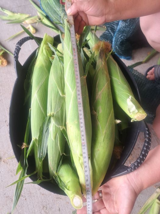 Porumb zaharat soi Messenger