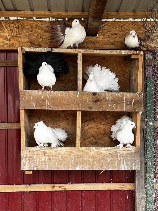 Vand porumbei diferite rase