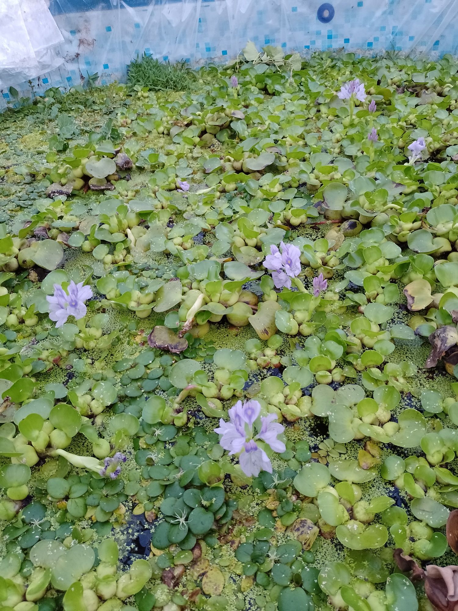 Zambile de apa amazoniene și salată de Nil  Crapi koi,