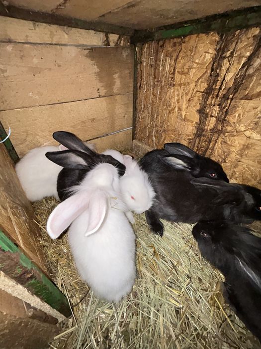 Vind iepuri  vârsta  2 luni jumate