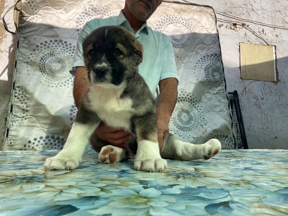 Щенок Алабая ( Супер Гигант ) чистокровный