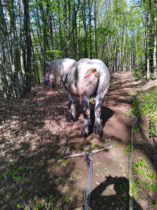 VAND URGENT  harmasari foarte cuminți