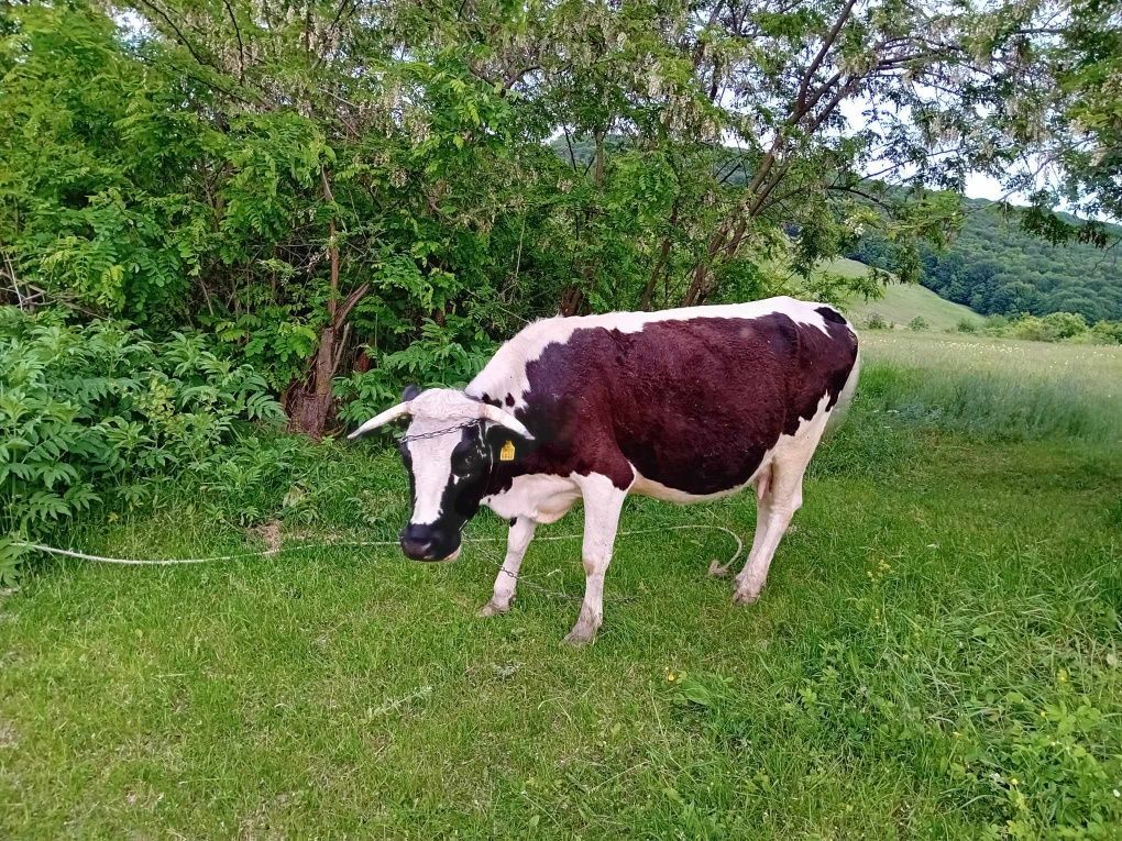 Vaca cu viței de vanzare