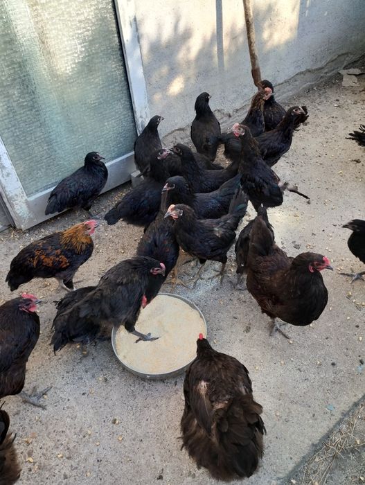 Vând puicuțe și cocoși australop, italieni și pitice