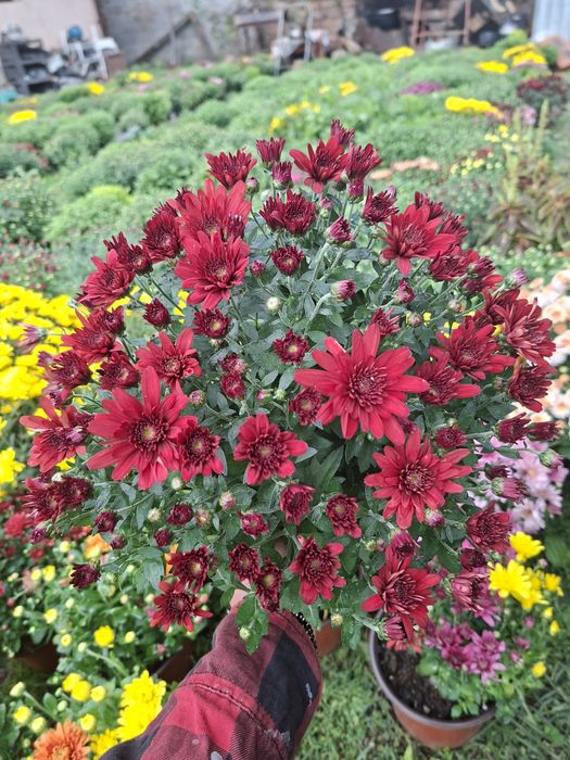 Vând crizanteme diverse culori