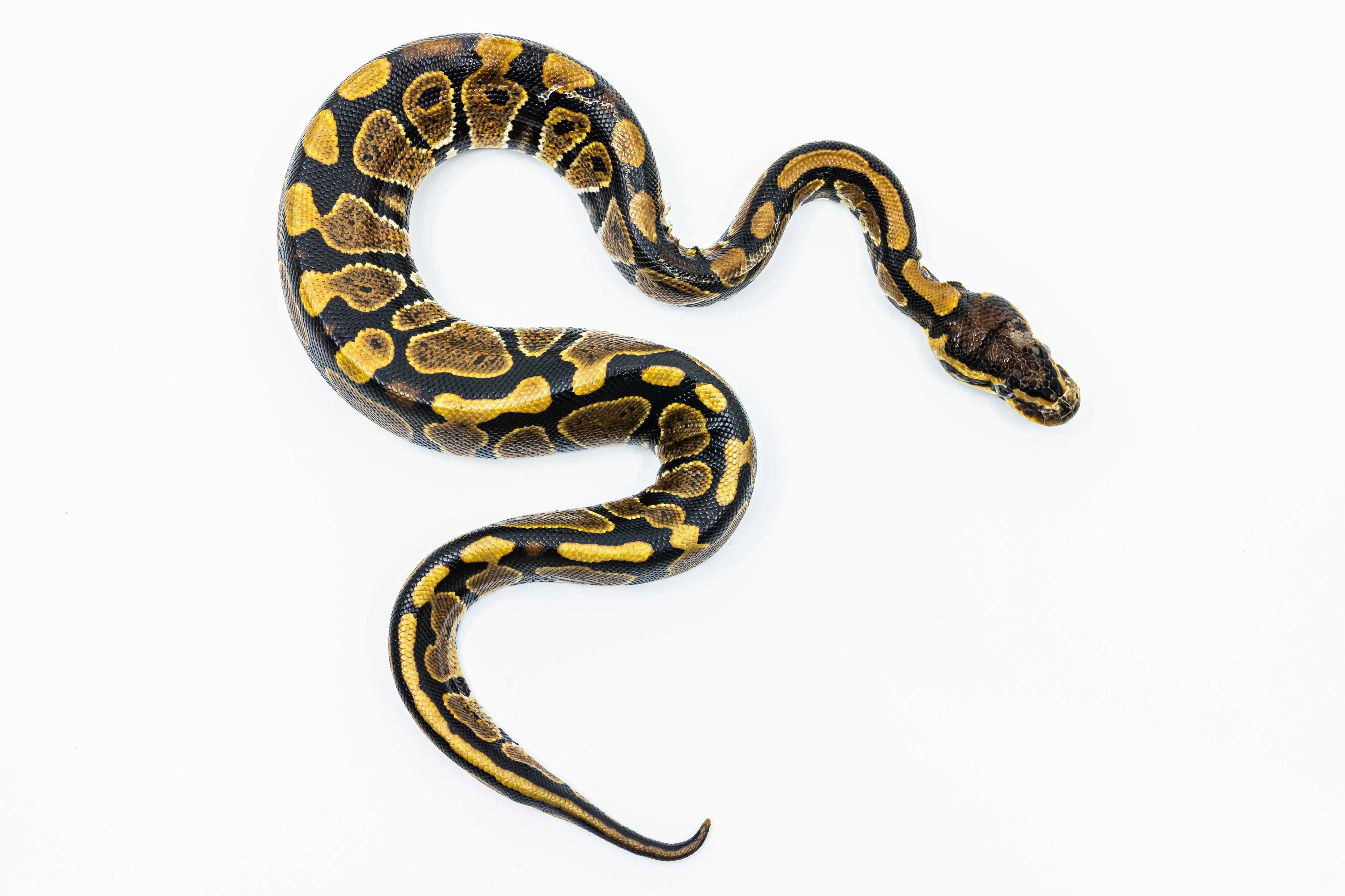 Pitoni Regali (Python Regius) juvenil