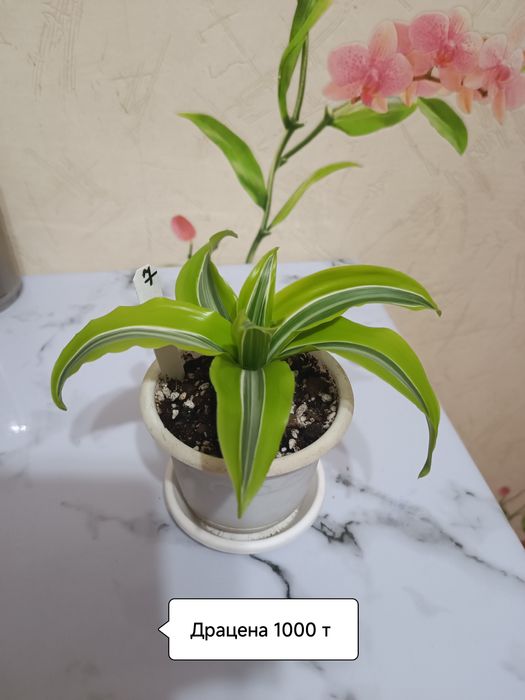 Продаю растюхи для дома