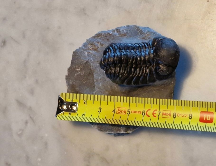 Trilobit Phacops