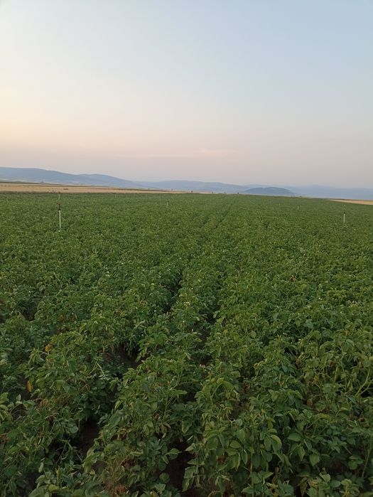 Samanta Bernina cartofi alb categoria a