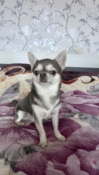 Чихуахуа мини . Ищет девочку для вязки