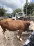 Vând vaca bălțată gestanta de 7 luni