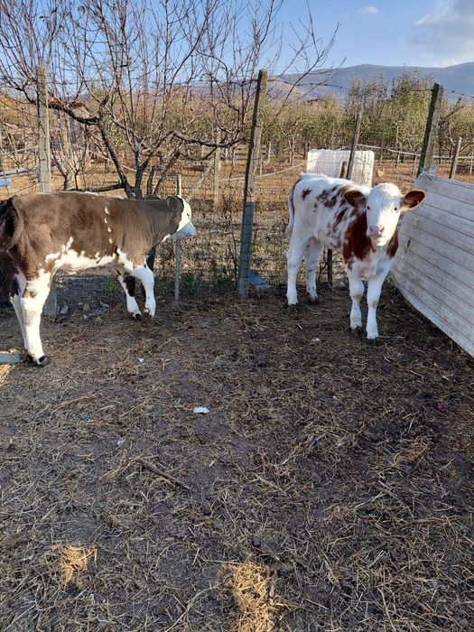 De  vânzare 2 vitele, una belga și una bălțată în vârstă de 4 luni