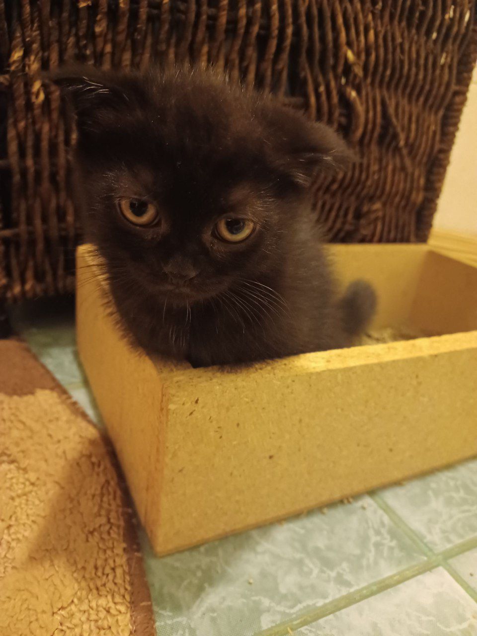 Продается котенок вислоухий из правильной вязки