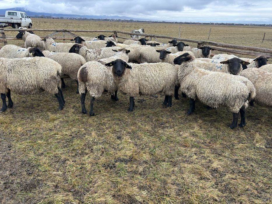 Oi suffolk de vanzare