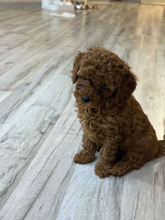 Той пуделчетаааааа