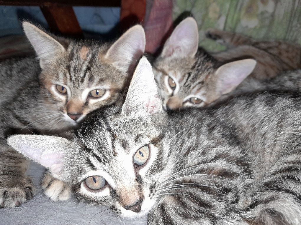 Котята бесплатно