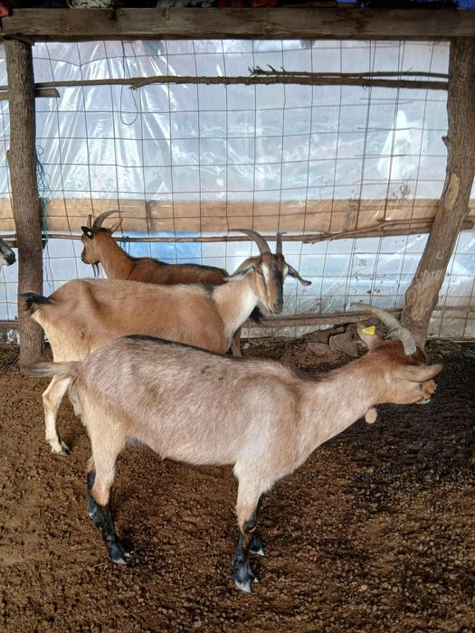 Vind o capra metis anglo nubian cu alpin francez la a doua fatare si o