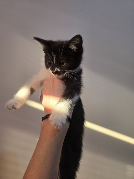 Котята в хорошие руки