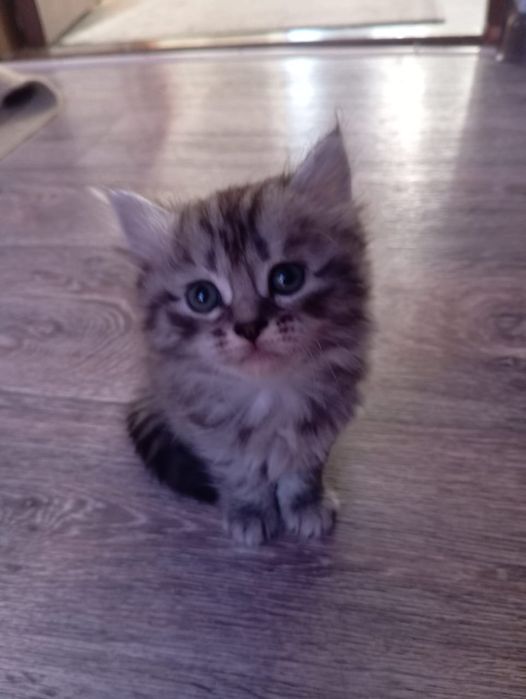 Отдам котят в добрые руки