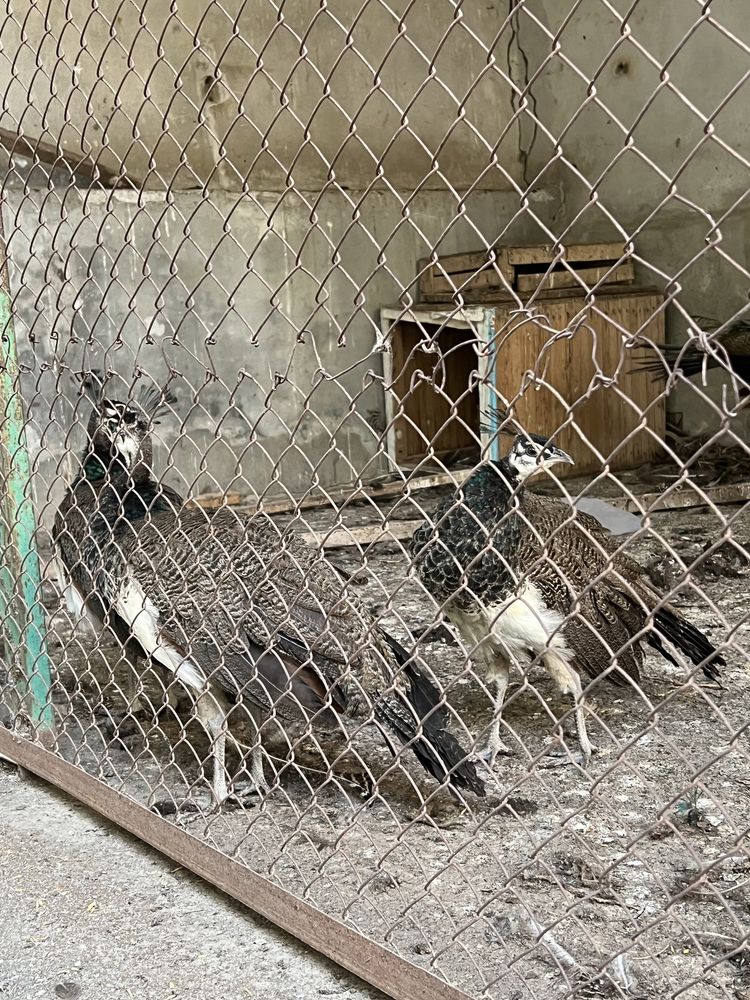 Павлины Товуслар сотилади