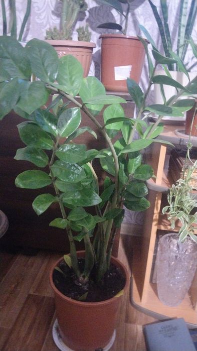 Продам доллоровое дерево 15000