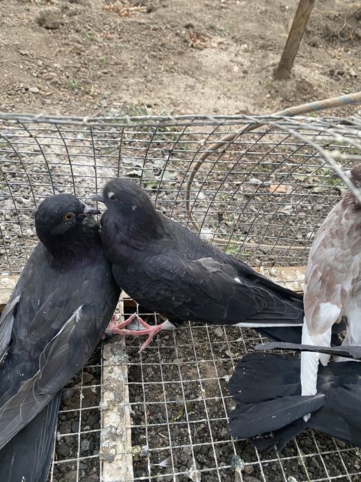 Продам годубей молодежь