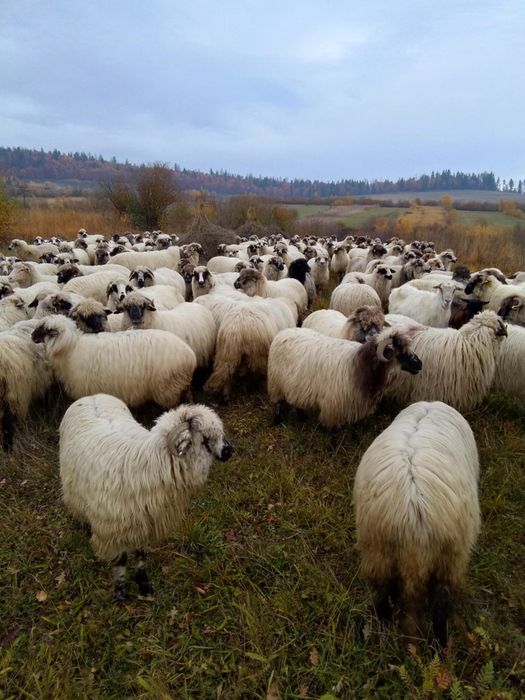 De vanzare 120 de oi