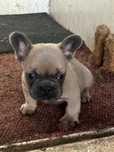 Vand Bulldog Francez!