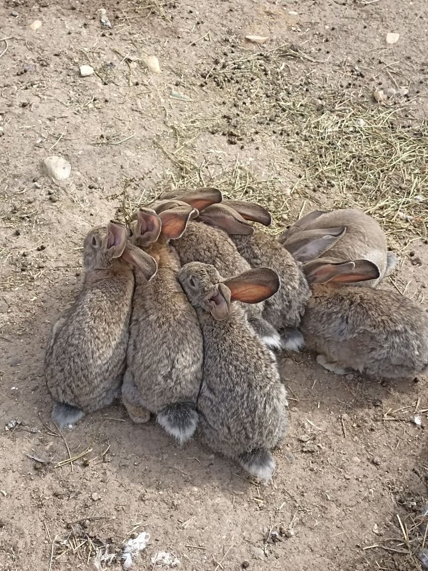 Pui de iepuri de vânzare