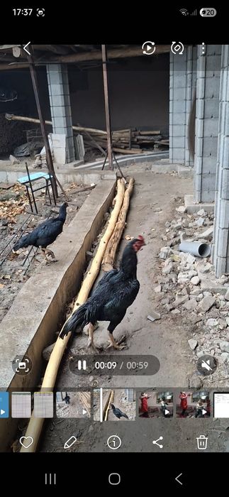 Xoroz makiyon, xoroz ishonchli oynasa xam buladi makkisi tuxumda