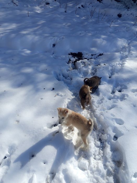 Продам шинков лайки