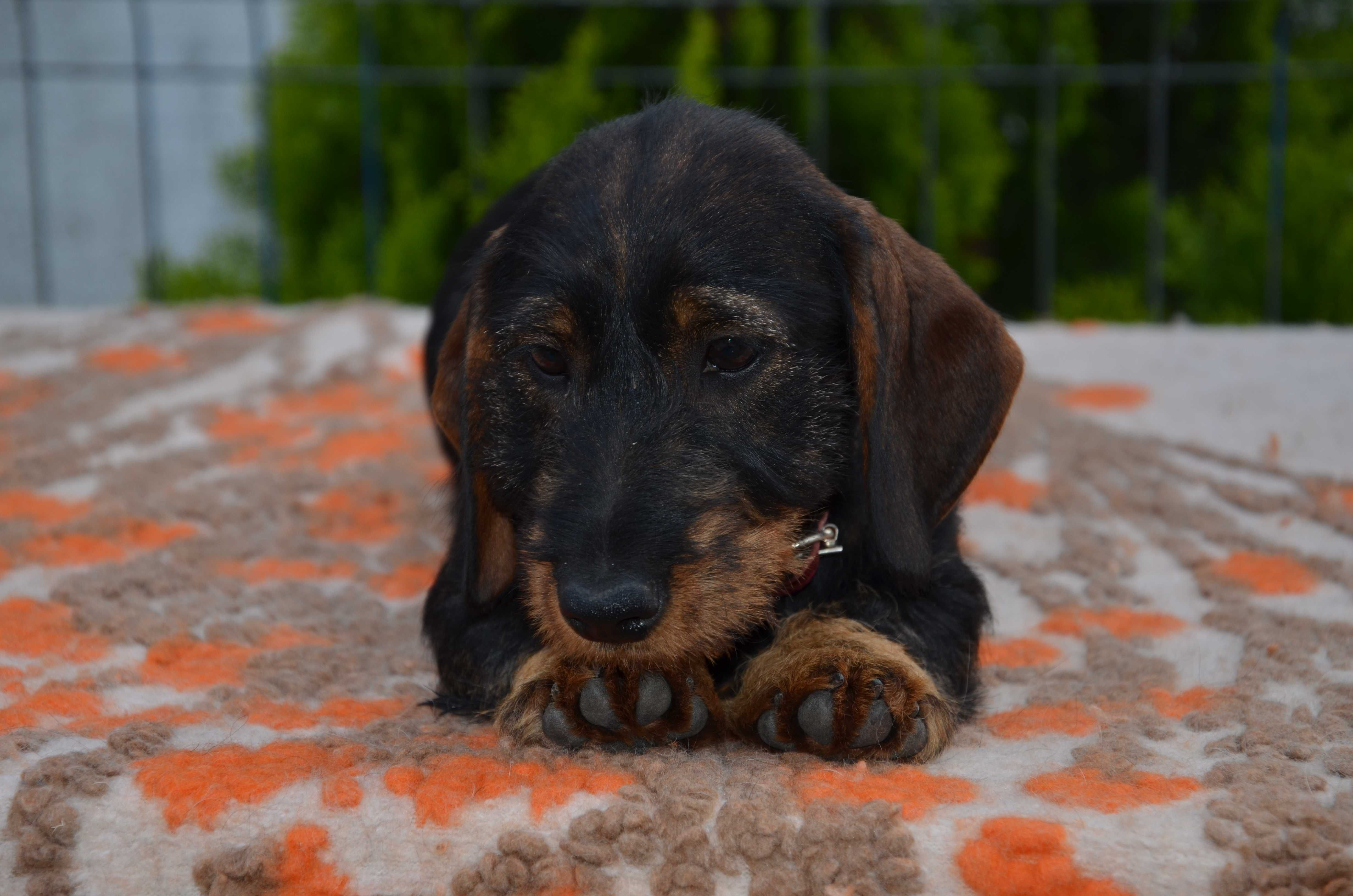 femela teckel sarmos standard , 4 luni , Pedigree A