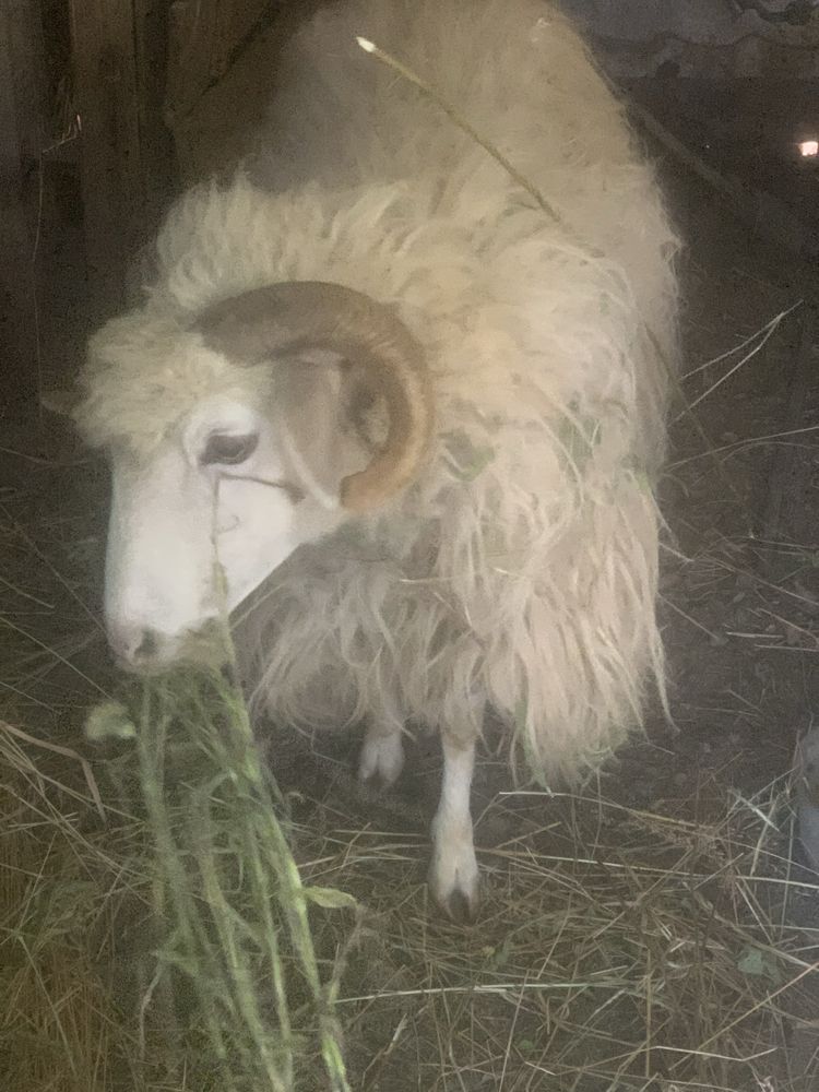 Vând doua oi un berbec si trei miei