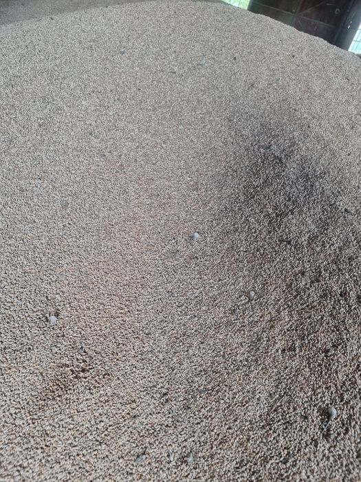 Grâu de vânzare  producție 2025