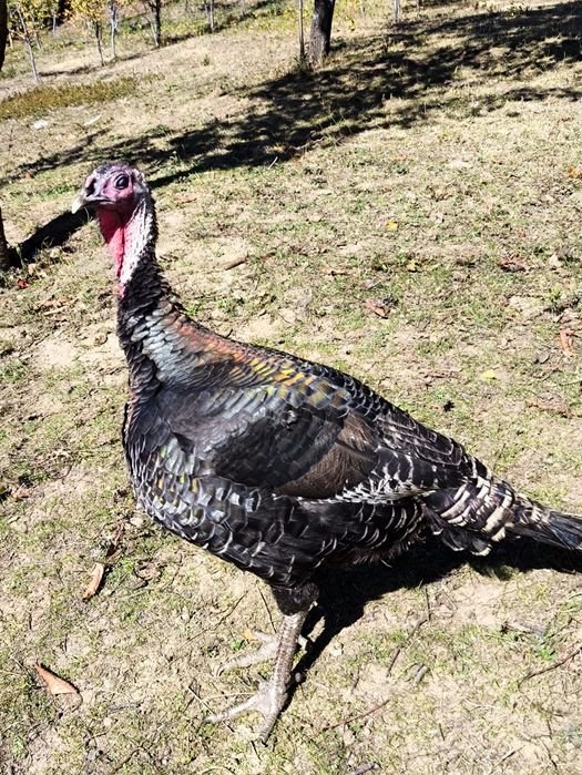 Curci și curcani de vanzare