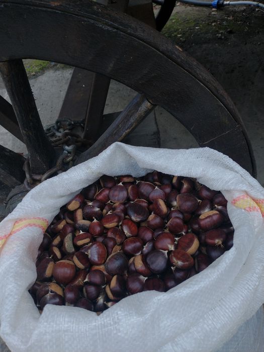 Castane comestibile