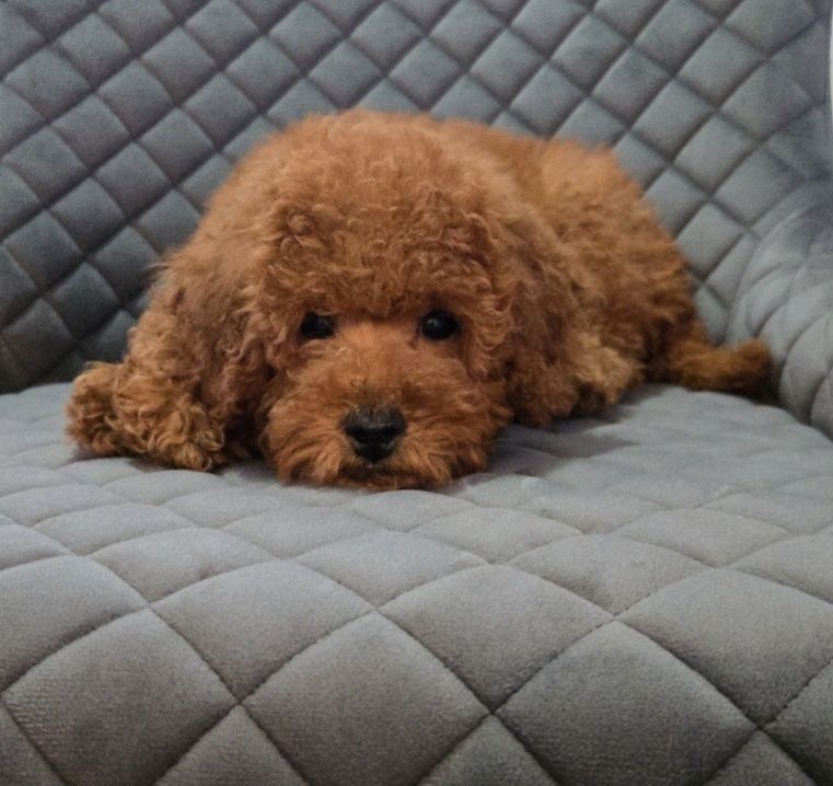 Пудел той / Мини  Poodle toy с родословие